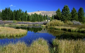 草、木、池、自然の風景 HDの壁紙