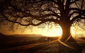 グレートツリー、ベンチ、夕日、光線、クリエイティブな写真