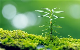 緑の草、春、小さな植物クローズアップ HDの壁紙