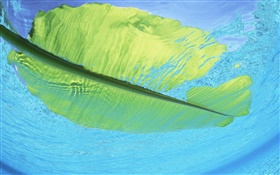 海の水、モルディブの緑の葉のフロート HDの壁紙