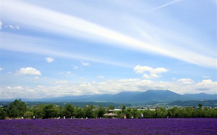 北海道、日本、公園の眺め、花、山、雲 壁紙 ピクチャー