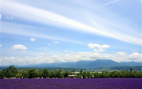 北海道、日本、公園の眺め、花、山、雲 HDの壁紙