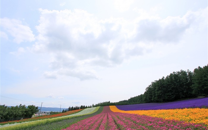カラフル北海道、日本、美しい花のフィールド、 壁紙 ピクチャー