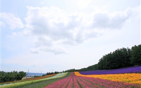 カラフル北海道、日本、美しい花のフィールド、