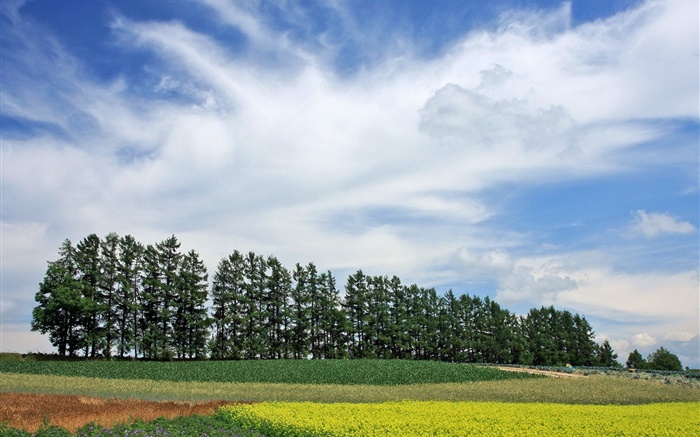北海道、日本、自然の風景、夏、木、フィールド、雲 壁紙 ピクチャー