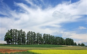 北海道、日本、自然の風景、夏、木、フィールド、雲 HDの壁紙