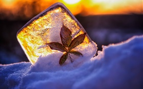 氷、葉、雪、日光 HDの壁紙