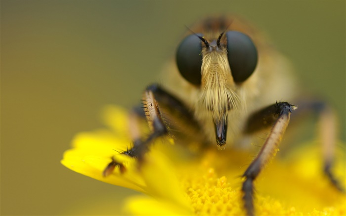 昆虫や黄色の花マクロ撮影 壁紙 ピクチャー