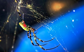 昆虫マクロ、蜘蛛とウェブ HDの壁紙