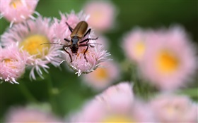 昆虫、ピンクの花、ボケ味 HDの壁紙