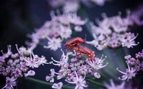 昆虫、野生の花 HDの壁紙