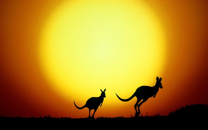日没カンガルー、オーストラリア 壁紙 ピクチャー