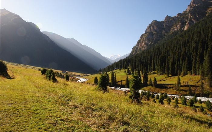 キルギスタン、森、木、山、朝、草、川 壁紙 ピクチャー