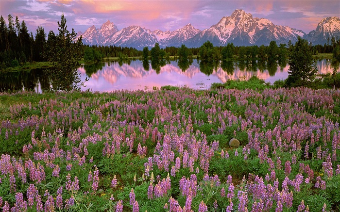 湖、山、ピンクのヒヤシンスの花 壁紙 ピクチャー