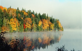 湖、木、霧、朝、秋 HDの壁紙