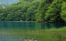 湖、木、水、草、北海道、日本 HDの壁紙