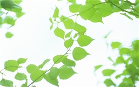 葉、緑、ボケ味、夏 HDの壁紙