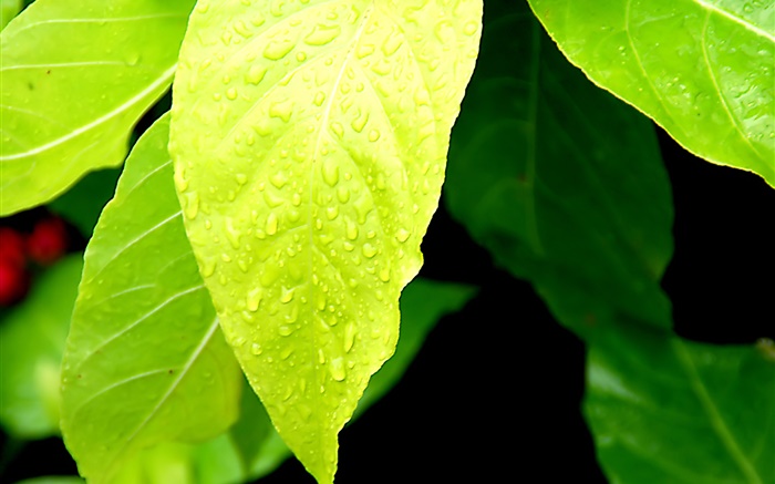 ライトグリーンの葉、水滴 壁紙 ピクチャー
