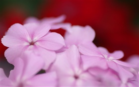 光紫色の花の花びら HDの壁紙