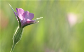 リトル紫の花クローズアップ、緑の背景 HDの壁紙