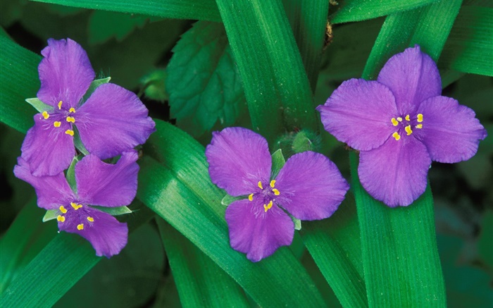 リトル紫色の花、3または4つの花弁、緑の葉 壁紙 ピクチャー
