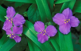 リトル紫色の花、3または4つの花弁、緑の葉 HDの壁紙