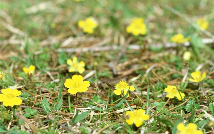 小さな黄色い野生の花、地面、草 壁紙 ピクチャー