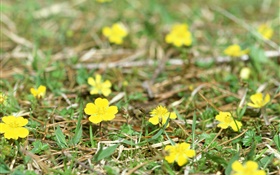 小さな黄色い野生の花、地面、草 HDの壁紙