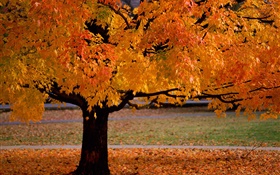 孤独な木、秋、黄色の葉