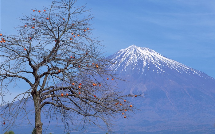 ロンリーツリー、フルーツ、富士山、日本 壁紙 ピクチャー