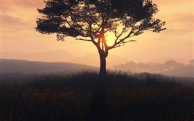 ロンリーツリー、日の出、草、夜明け、霧 HDの壁紙