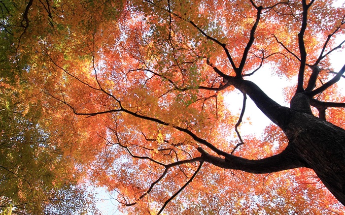 見るためには上に見て、カエデの木、黄色と赤の葉、秋 壁紙 ピクチャー