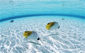 モルディブ、熱帯のピエロの魚、浅い水域、海 HDの壁紙