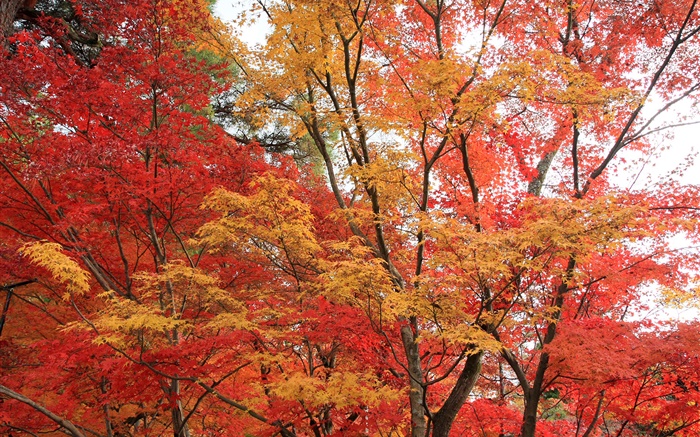 メープルの森、木、赤い色の葉、秋 壁紙 ピクチャー