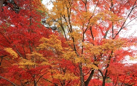 メープルの森、木、赤い色の葉、秋