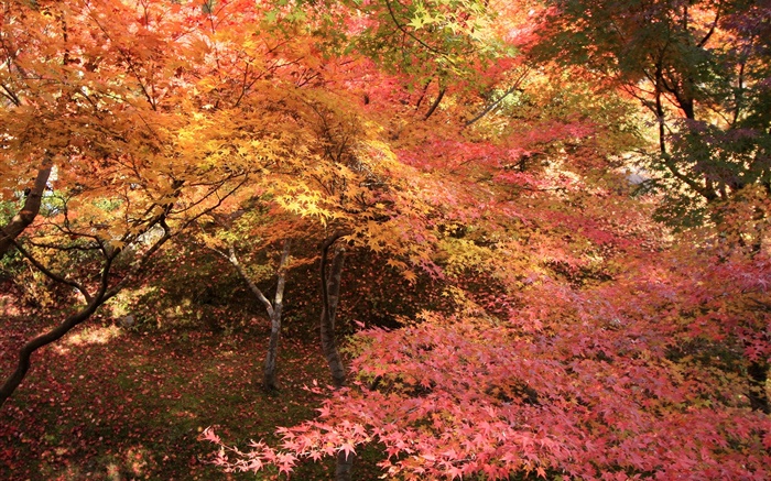 メープルの森、木、紅葉、秋 壁紙 ピクチャー