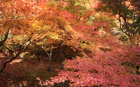 メープルの森、木、紅葉、秋 HDの壁紙