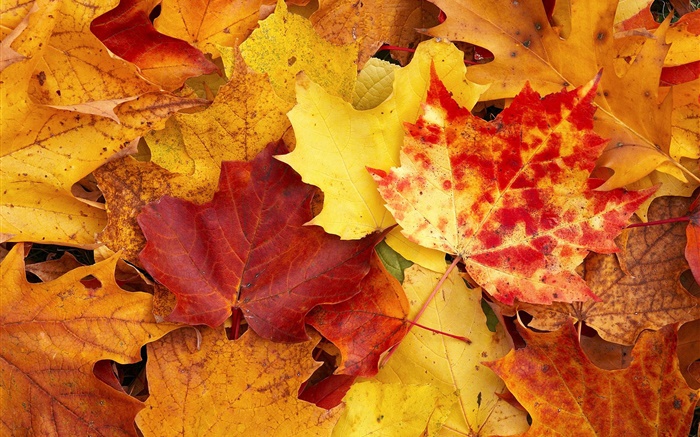赤と黄色のカエデの葉、秋 壁紙 ピクチャー