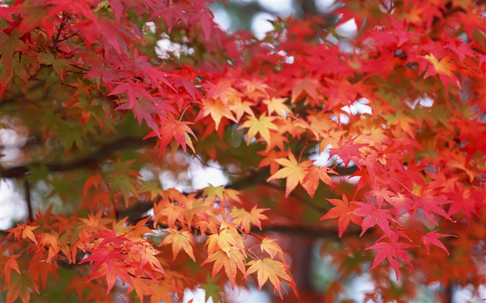 メープルの葉、赤い色、秋 壁紙 ピクチャー