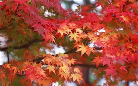 メープルの葉、赤い色、秋
