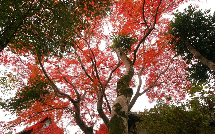 メープルツリーがルックアップ、赤、葉、秋、家 壁紙 ピクチャー