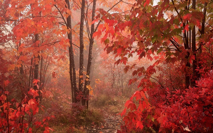 メープルの木、森、紅葉、秋 壁紙 ピクチャー