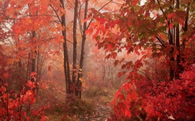 メープルの木、森、紅葉、秋