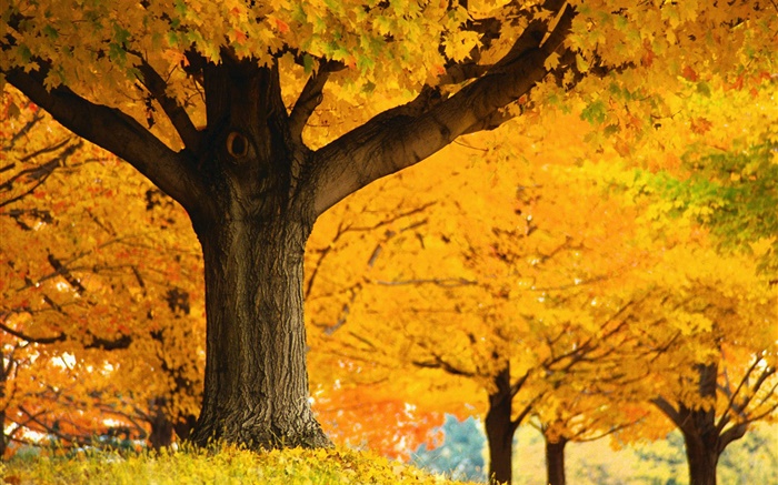 メープルの木、黄色の葉、地面、秋 壁紙 ピクチャー