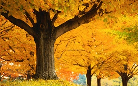 メープルの木、黄色の葉、地面、秋