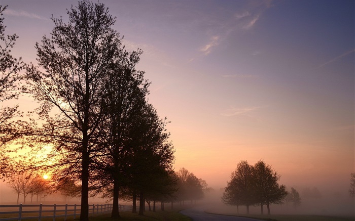 朝、霧、木、道路、日の出 壁紙 ピクチャー