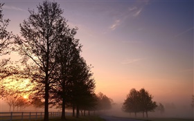 朝、霧、木、道路、日の出