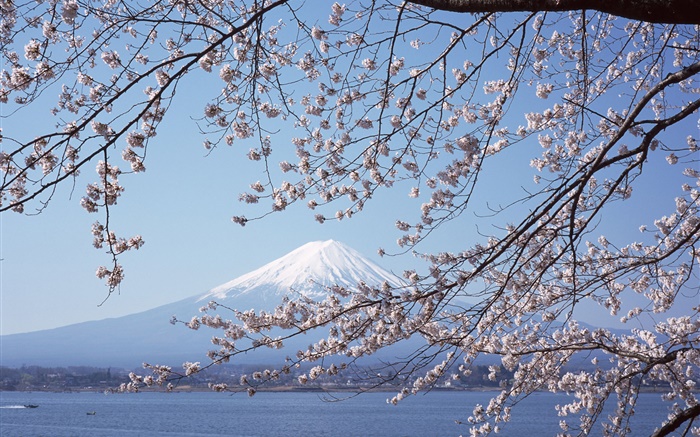富士山、日本、桜の花、海、ボート 壁紙 ピクチャー