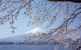 富士山、日本、桜の花、海、ボート HDの壁紙