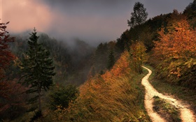 山、霧、木、歩道、秋